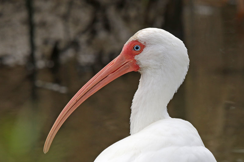 White Ibis