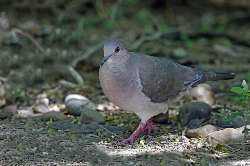 White-tipped Dove