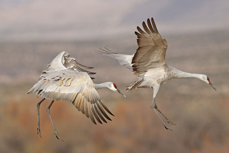 Sandhill Crane