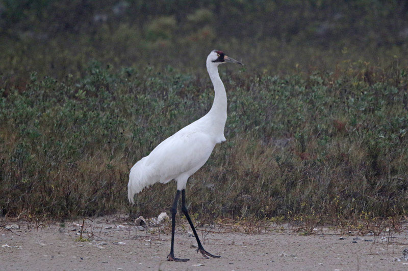 Whooping Crane