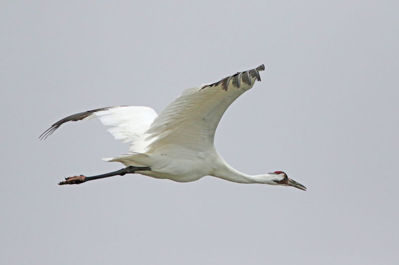 Whooping Crane