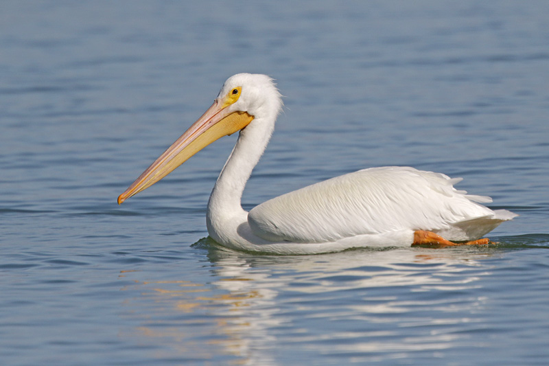 American White Pelican