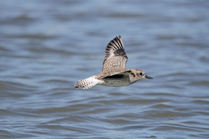 Black-bellied Plover