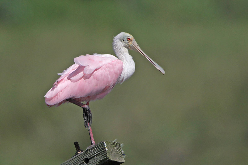 Roseate Spoonbill