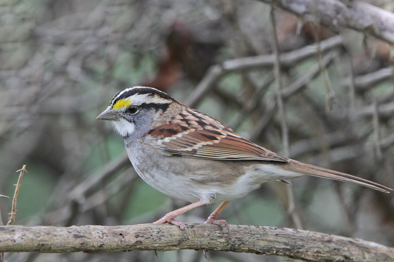 White-throated Sparrow