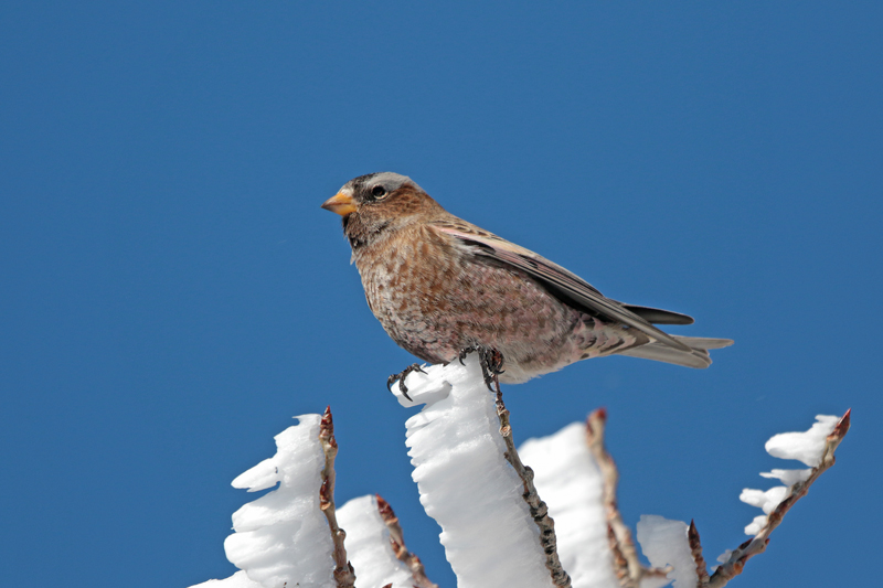Gray-crowned Rosy-Finch