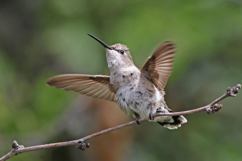 Black-chinned Hummingbird