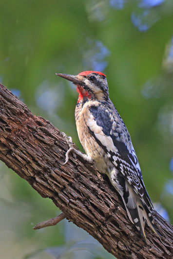 Yellow-bellied Sapsucker