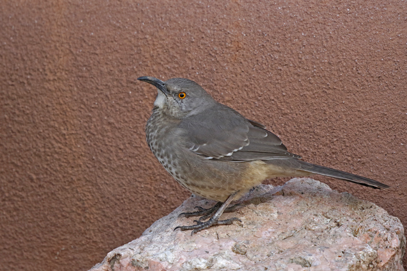 Curve-billed Thrasher