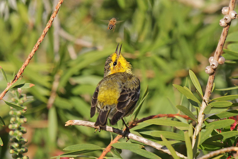 Cape May Warbler