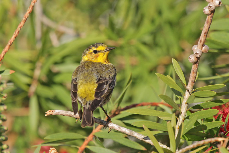 Cape May Warbler