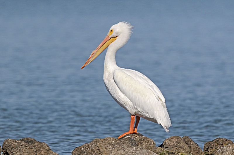 American White Pelican