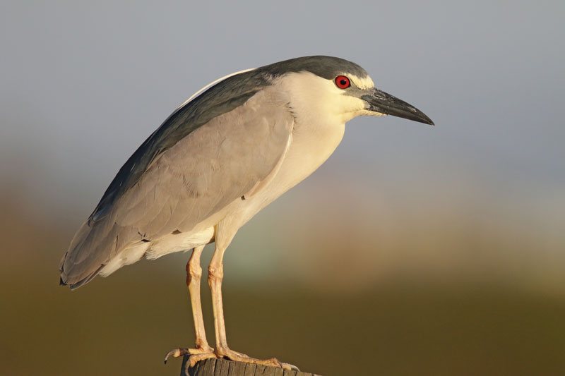 Black-crowned Night-Heron