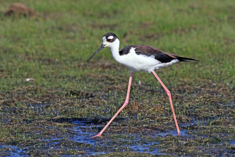 Black-necked Stilt