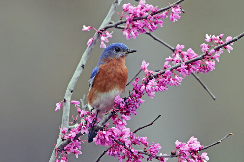 Eastern Bluebird
