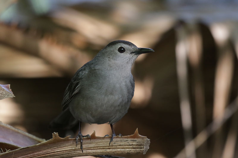 Gray Catbird