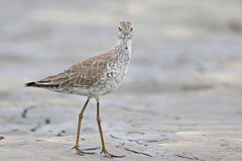 Stilt Sandpiper