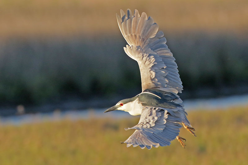 Black-crowned Night-Heron