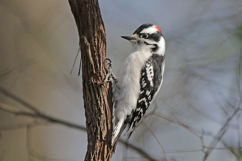 Downy Woodpecker