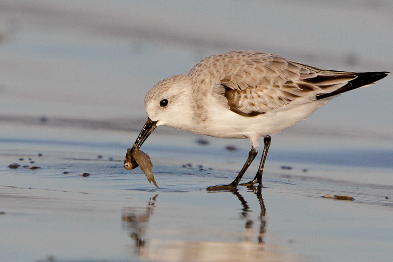 Sanderling