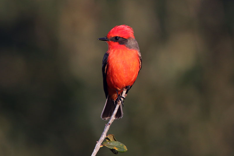 Vermilion Flycatcher