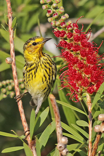 Cape May Warbler
