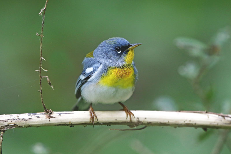 Northern Parula