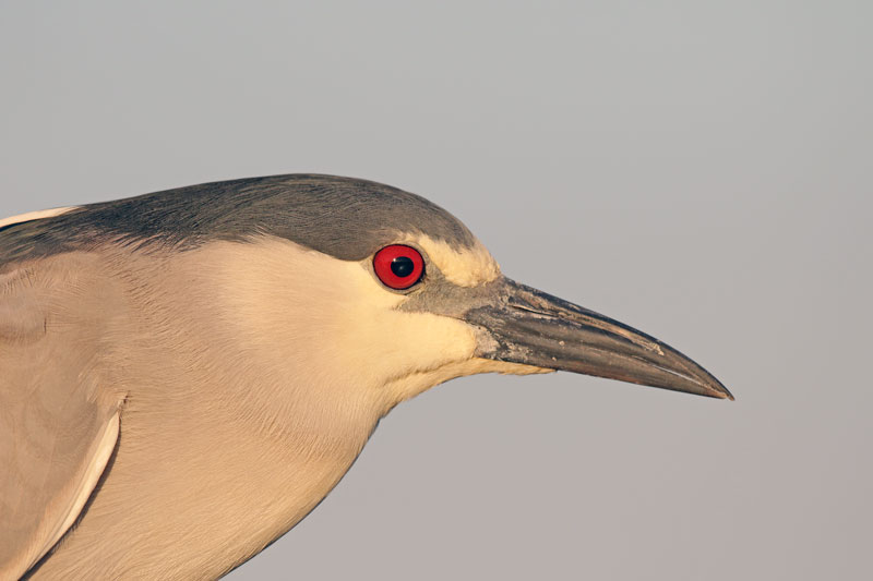 Black-crowned Night-Heron