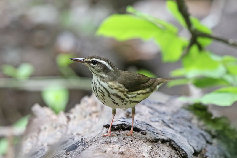 Louisiana Waterthrush