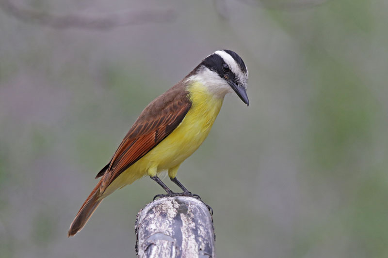 Great Kiskadee