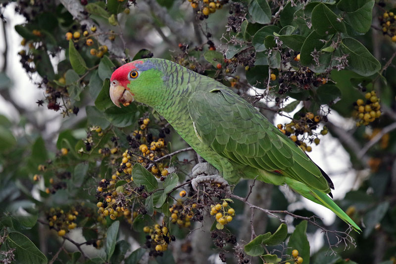 Red-crowned Parrot