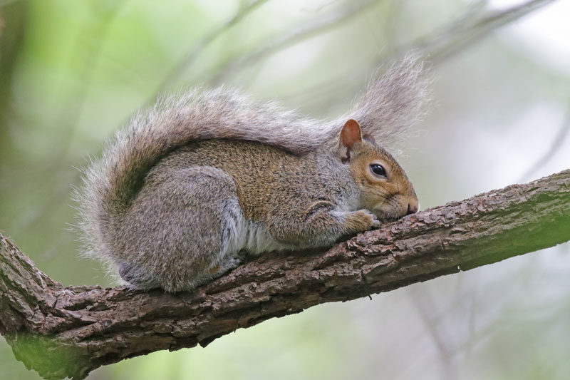 Gray Squirrel
