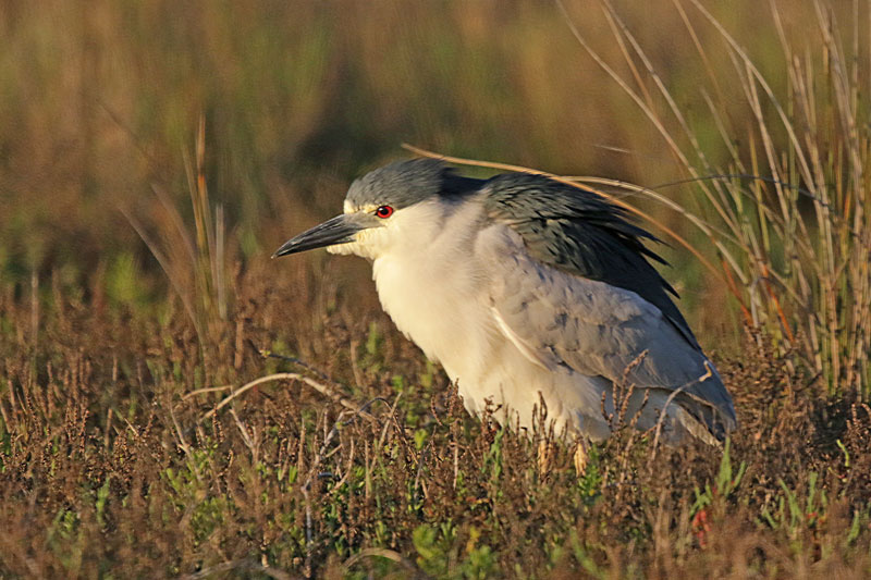 Black-crowned Night-Heron