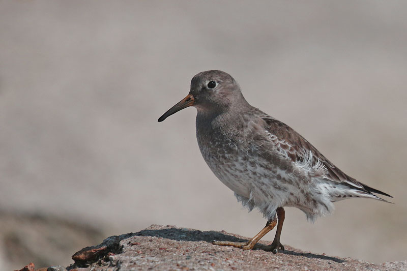 Purple Sandpiper