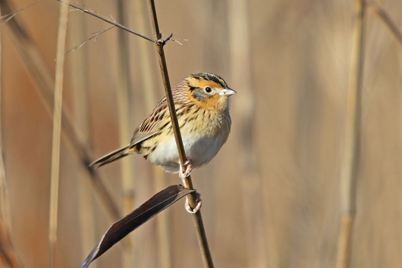 Le Conte's Sparrow