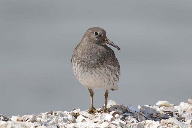 Purple Sandpiper
