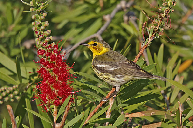 Cape May Warbler