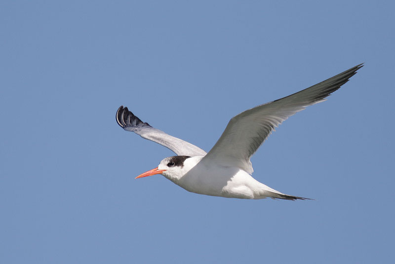 Elegant Tern