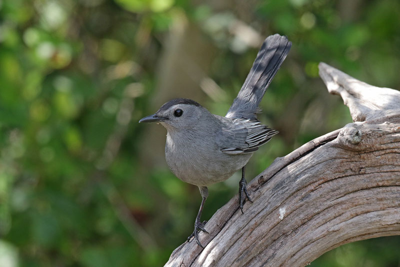 Gray Catbird