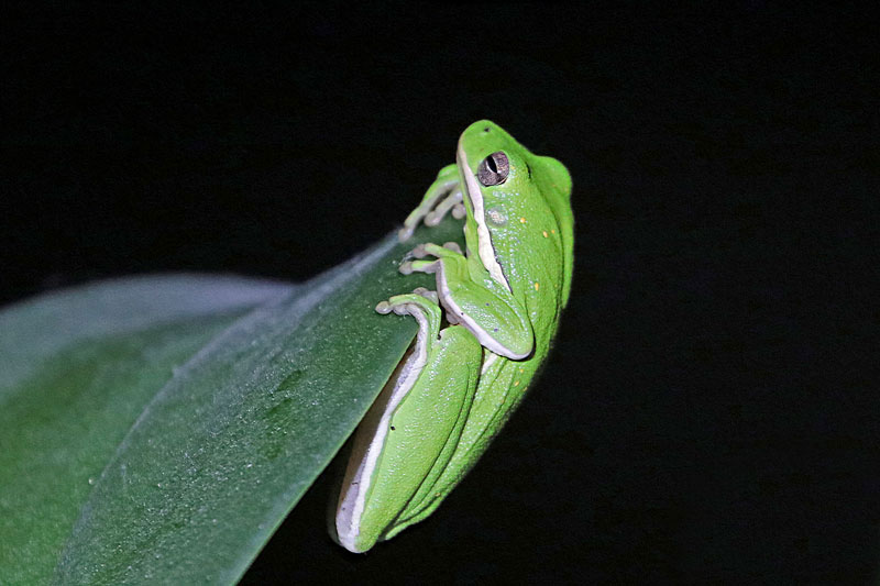 Green Tree Frog