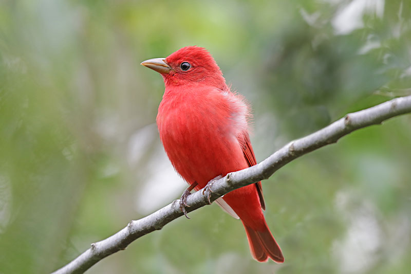 Summer Tanager