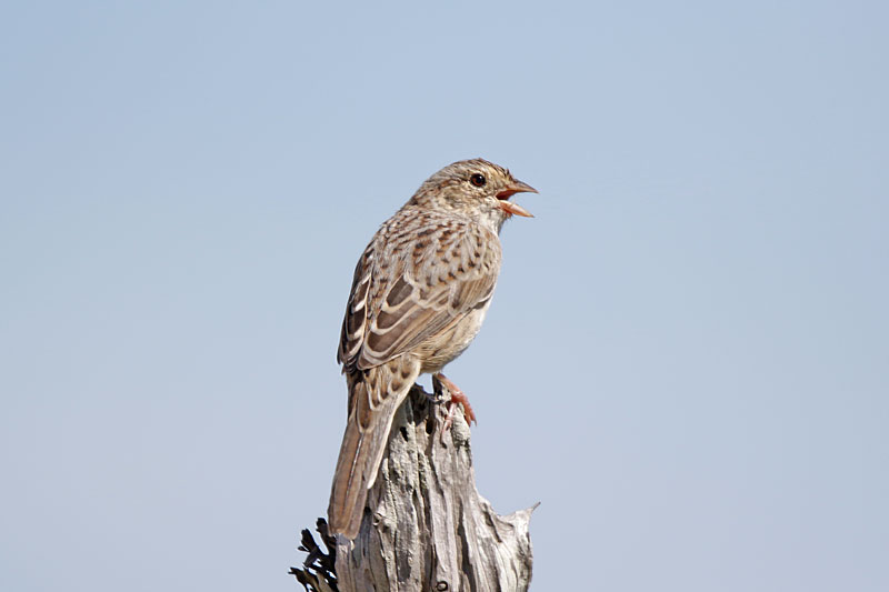 Cassin's Sparrow