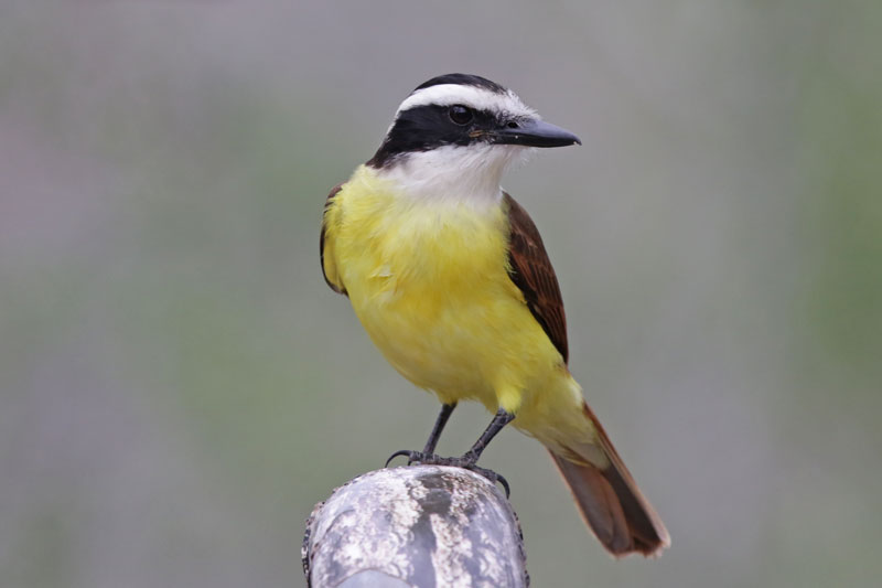 Great Kiskadee