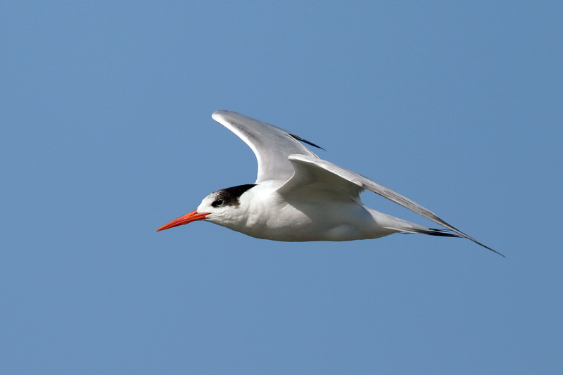 Elegant Tern