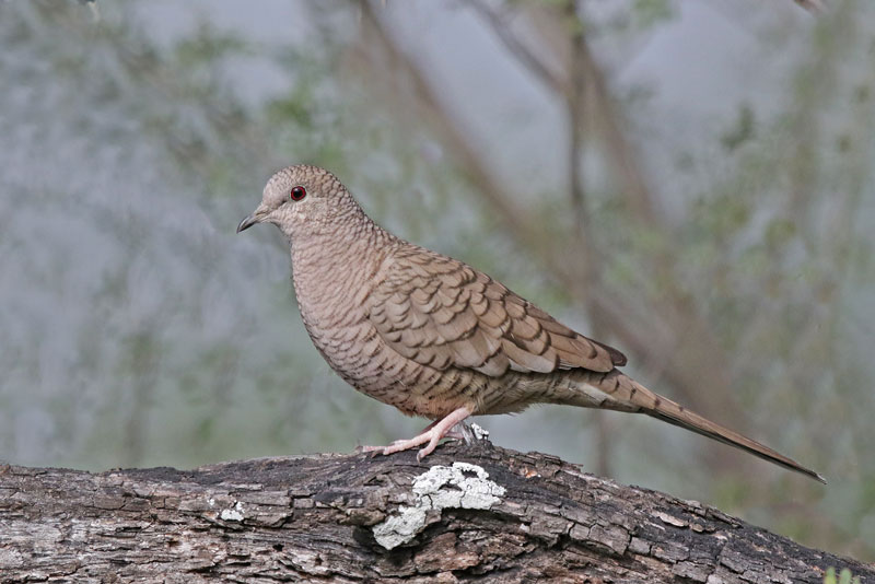 Inca Dove