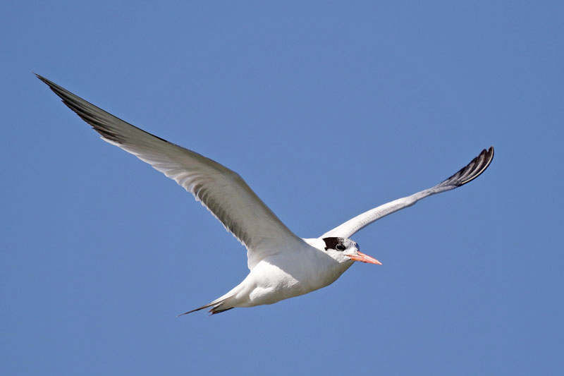Elegant Tern