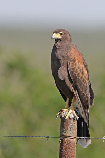 Harris Hawk