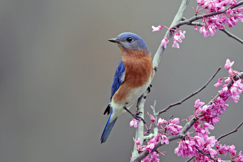 Eastern Bluebird