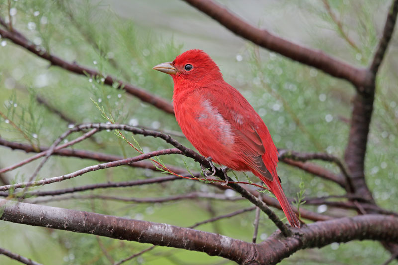 Summer Tanager
