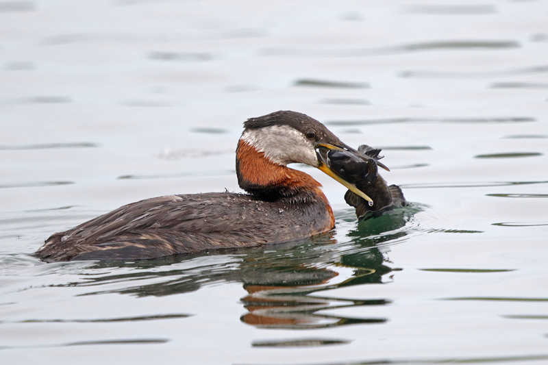 Red-necked Grebe
